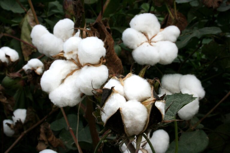 cotton, bt cotton, gmo-4220654.jpg