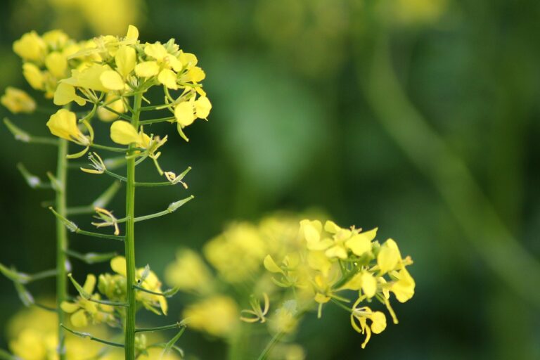 green manure, yellow mustard, biological-4536880.jpg