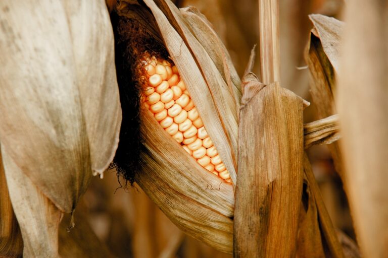 maize, illinois, season-4553951.jpg